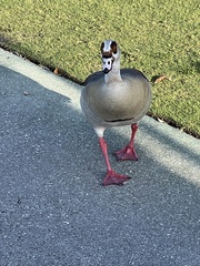 Alopochen aegyptiaca