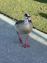 Alopochen aegyptiaca