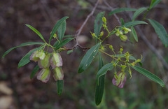 Dodonaea lanceolata