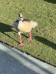 Alopochen aegyptiaca