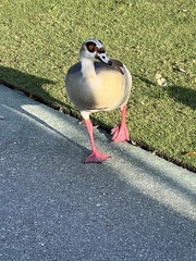 Alopochen aegyptiaca