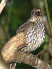 Tooth-Billed Bowerbird photo 5