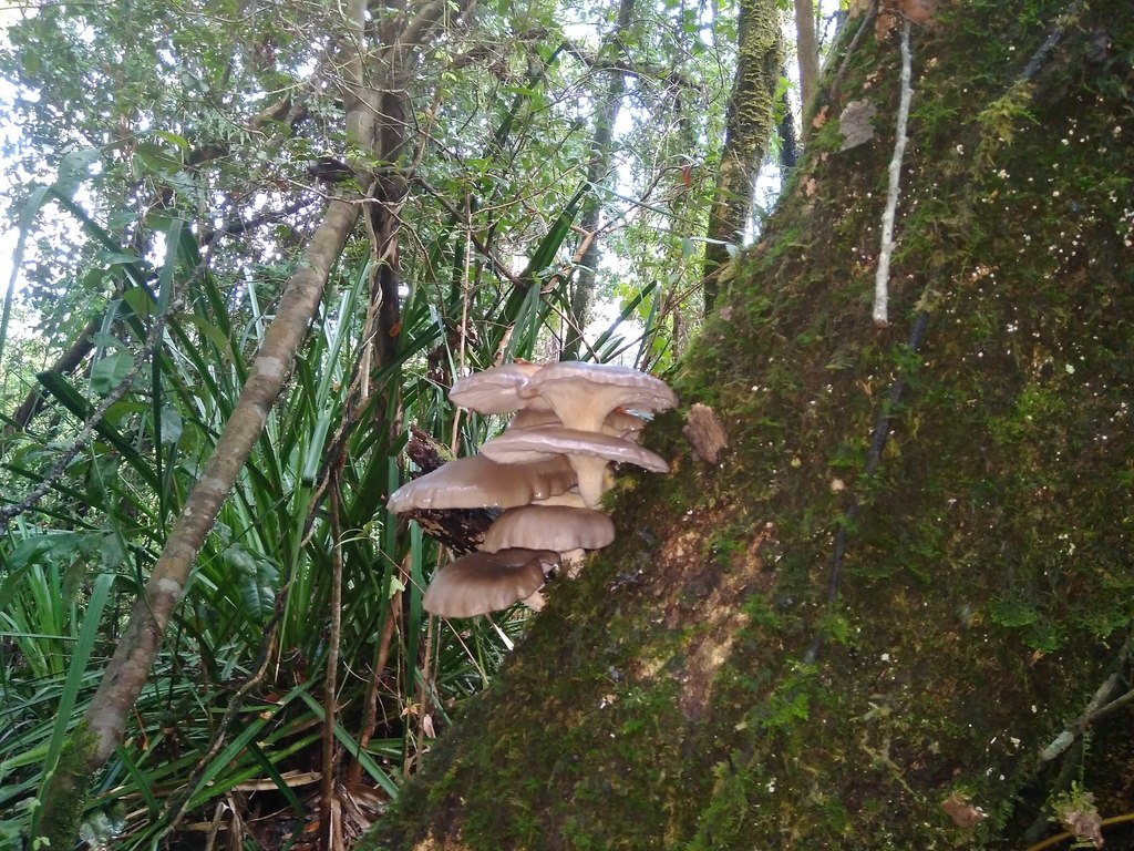 Pleurotus ostreatus · May 2018 · photo: © cristianriquelme (iNaturalist, cc-by)