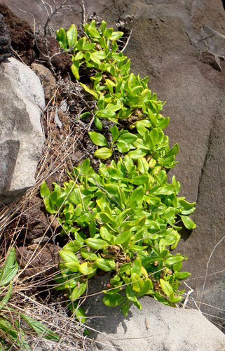 Scaevola gracilis observed 2009-05-10