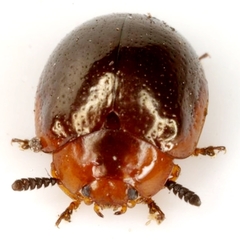 Plagiodera thymaloides