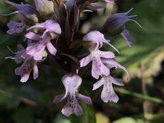 Neotinea conica