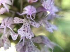 Neotinea conica