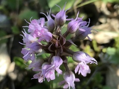 Neotinea conica