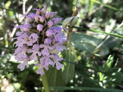 Neotinea conica