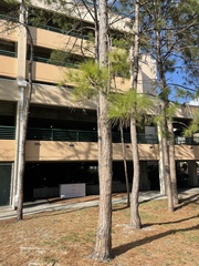 Pinus elliottii densa