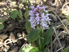 Neotinea conica