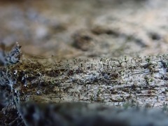 Chaenotheca hispidula