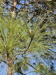 Pinus elliottii densa