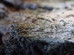 Chaenotheca hispidula