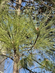Pinus elliottii densa