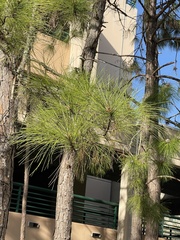 Pinus elliottii densa