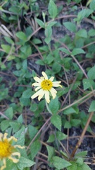 Sphagneticola brachycarpa