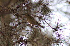 Leiothlypis celata