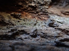 Chaenotheca brachypoda