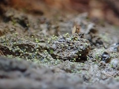 Chaenotheca brachypoda