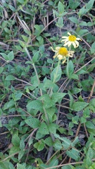 Sphagneticola brachycarpa