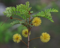 Archidendropsis basaltica
