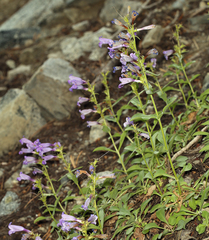 Penstemon papillatus