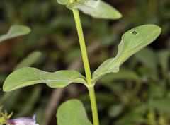 Penstemon papillatus