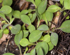 Penstemon papillatus