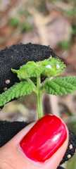 Lantana fucata