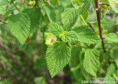 Lantana fucata