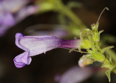 Penstemon papillatus