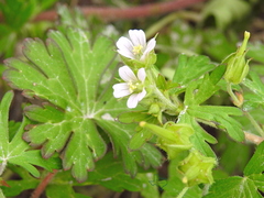 Geranium carolinianum carolinianum