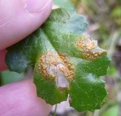 Puccinia lagenophorae