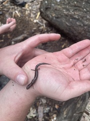 Plethodon serratus