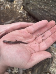 Plethodon serratus