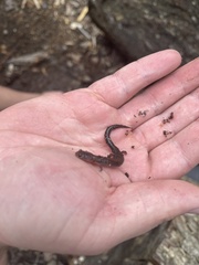 Plethodon serratus