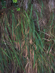 Imperata cheesemanii