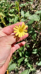 Sphagneticola brachycarpa