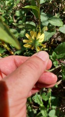 Sphagneticola brachycarpa