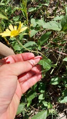 Sphagneticola brachycarpa