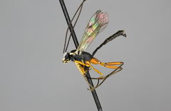 Cryptopimpla quadrilineata