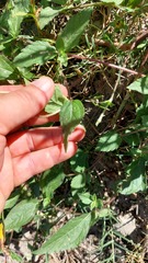 Sphagneticola brachycarpa