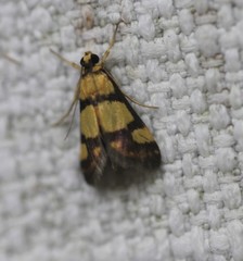 Deuterarcha xanthomela