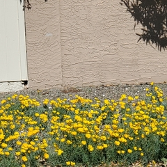 Baileya multiradiata