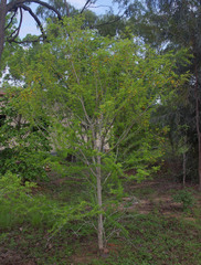 Archidendropsis basaltica