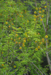 Archidendropsis basaltica