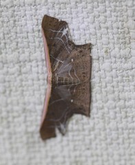 Tessarotis rubrata