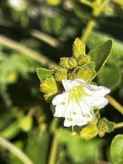 Mirabilis tenuiloba