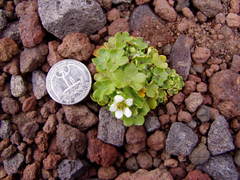 Saxifraga cernua